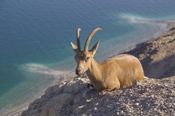 Природа на Мертвом море